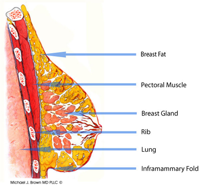 breast anatomy for breast augmentation